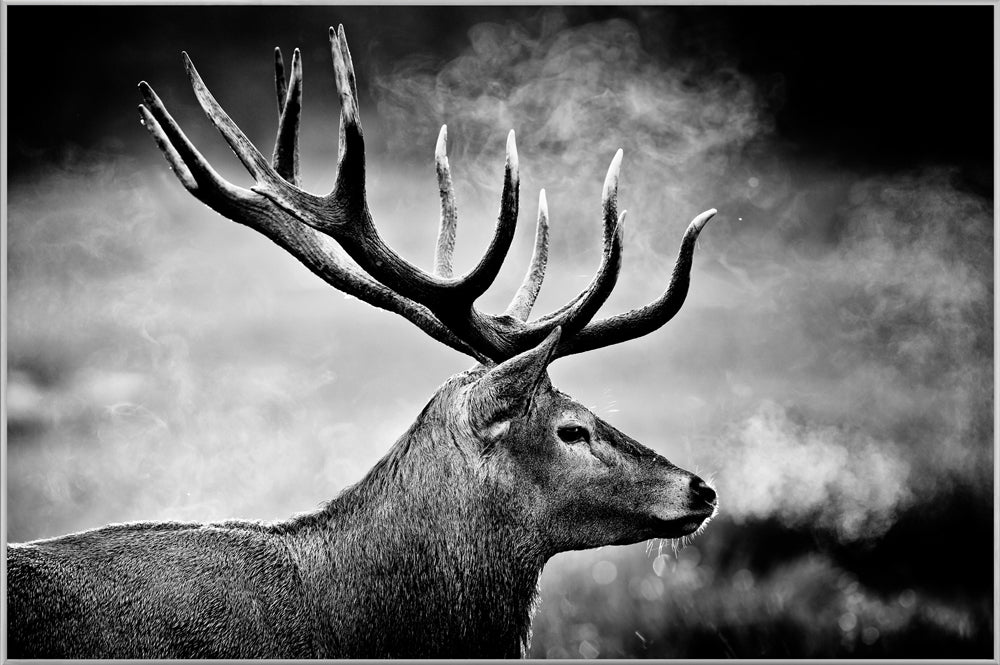 Image et cadre cerf en noir et blanc
