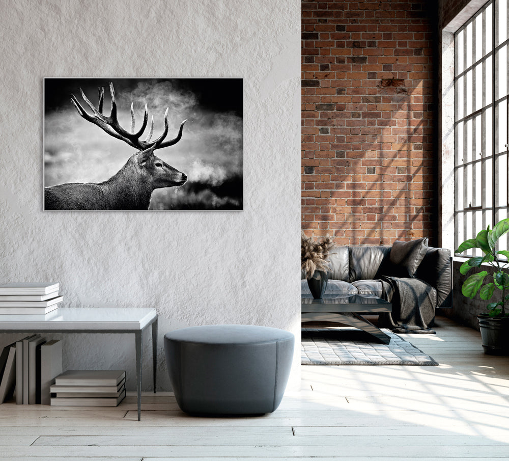 Image et cadre cerf en noir et blanc