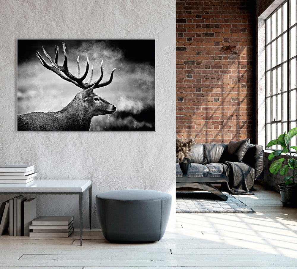 Image et cadre cerf en noir et blanc