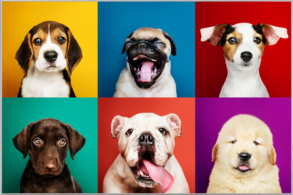 Picture &amp; Frame Funny Dogs