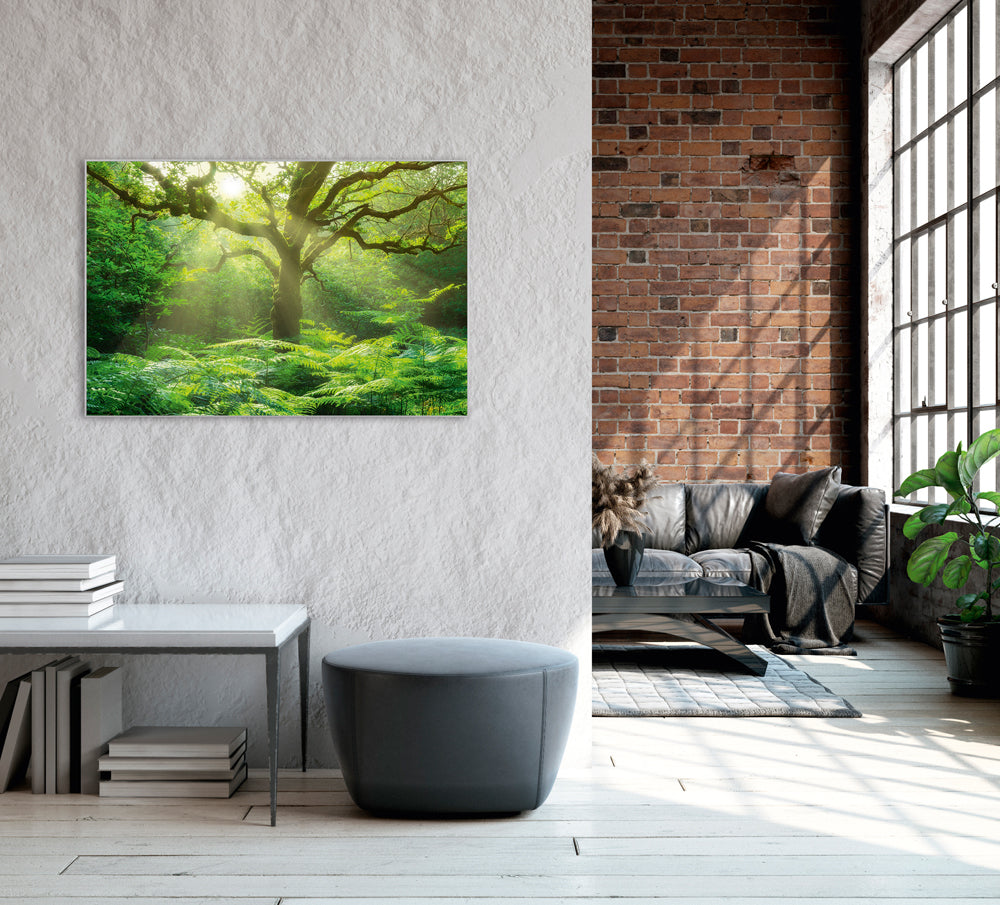 Image et cadre Arbre dans la forêt