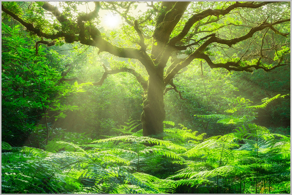 Image et cadre Arbre dans la forêt