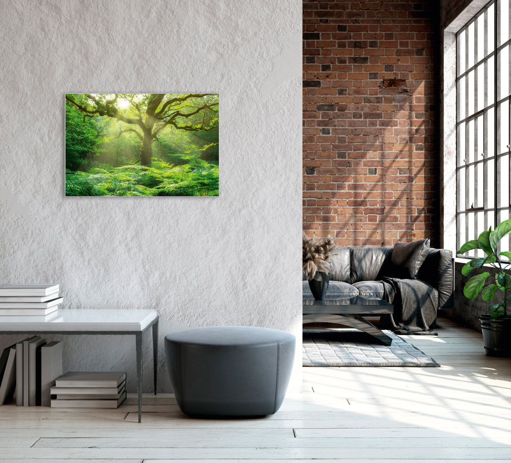 Image et cadre Arbre dans la forêt