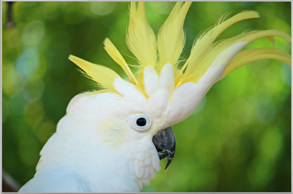Picture &amp; Frame Cockatoo