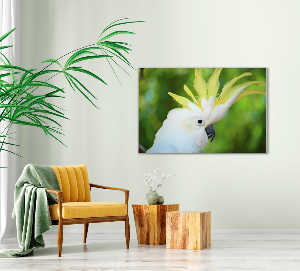Picture &amp; Frame Cockatoo
