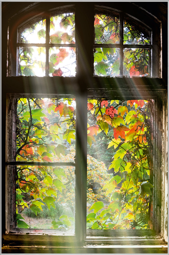 Picture &amp; Frame Window with Leaves