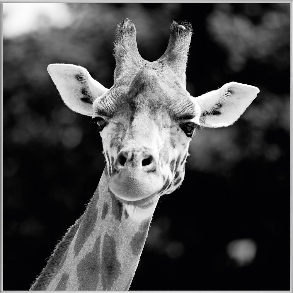 Picture &amp; Frame Giraffe