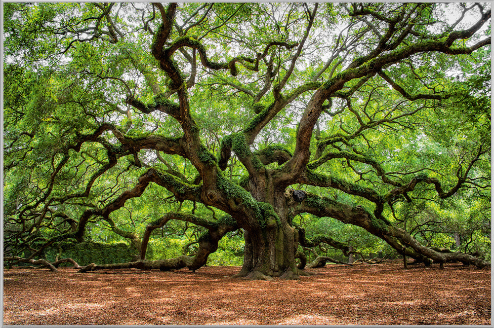 Image et cadre Arbre ramifié