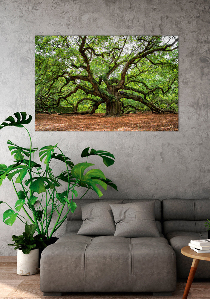 Image et cadre Arbre ramifié