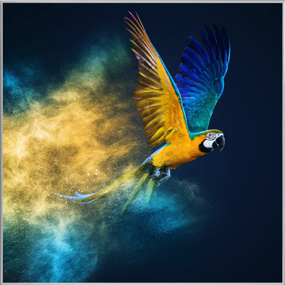 Picture &amp; Frame Flying Parrot