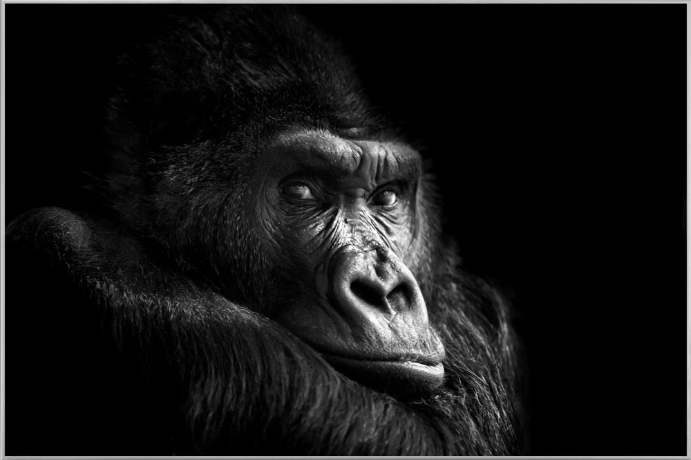 Picture &amp; Frame Gorilla