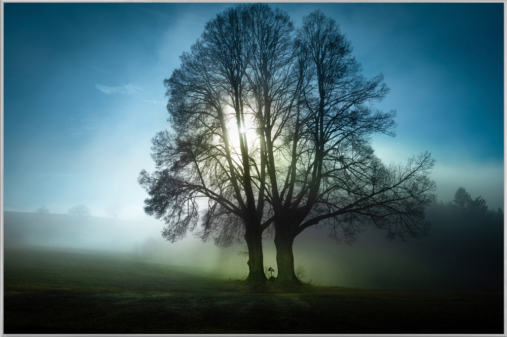 Picture &amp; Frame Trees in the Morning Mist