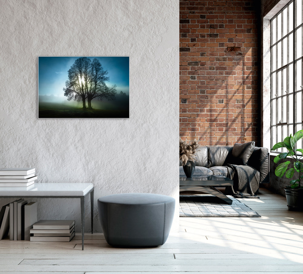 Picture &amp; Frame Trees in the Morning Mist