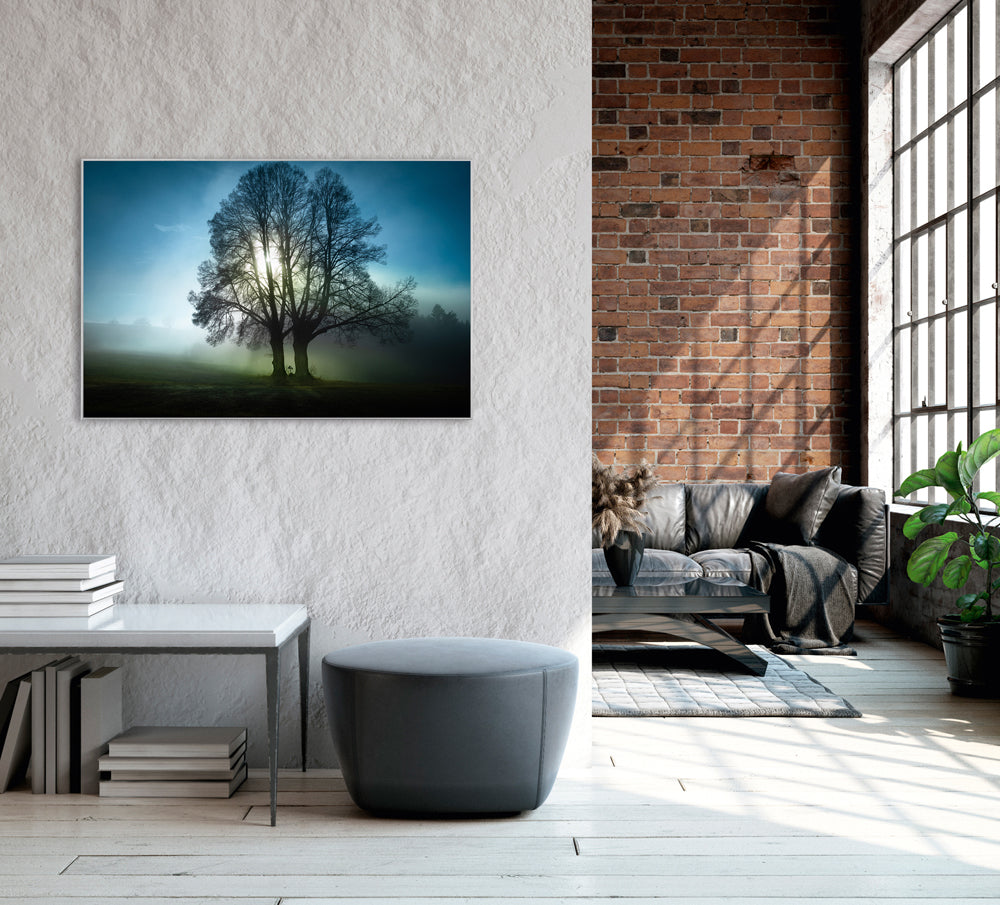 Picture &amp; Frame Trees in the Morning Mist