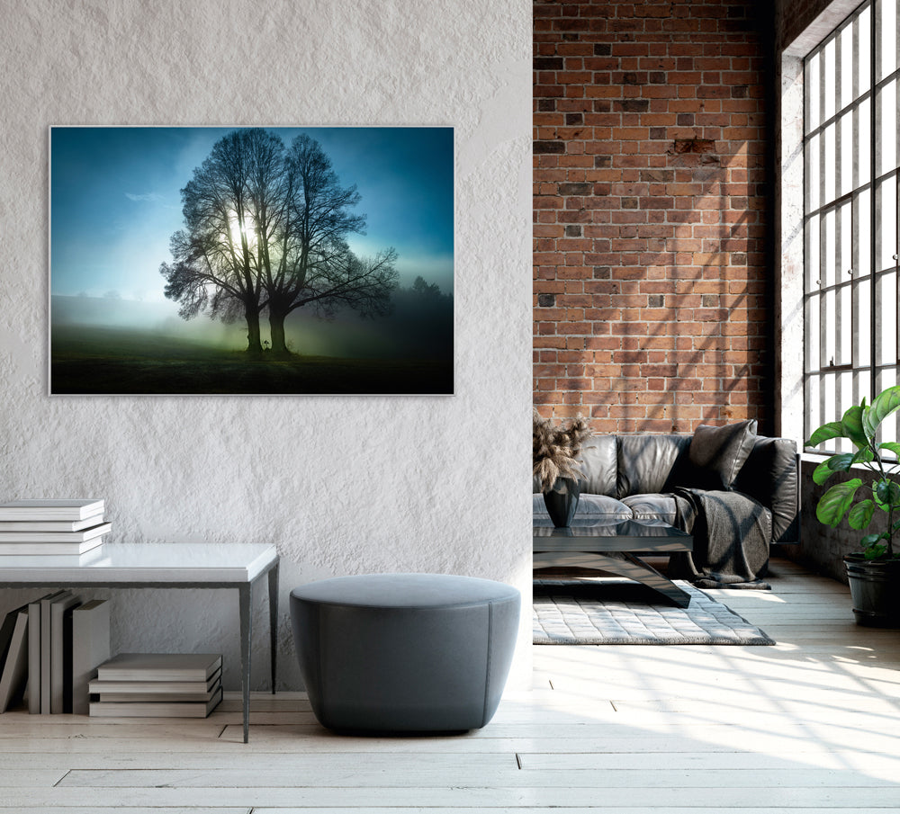 Picture &amp; Frame Trees in the Morning Mist