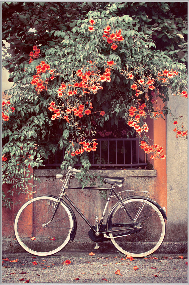 Picture &amp; Frame Bicycle under red flowers