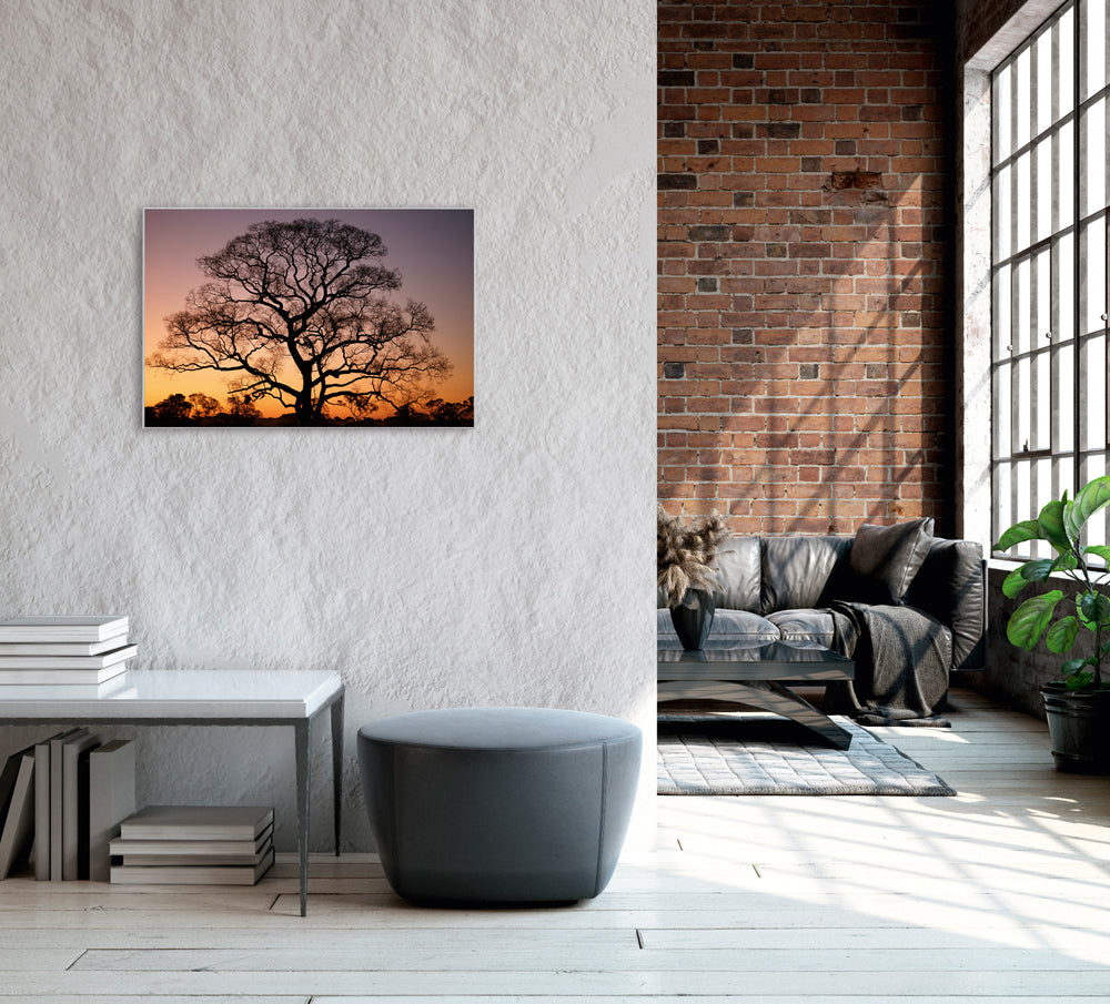 Picture &amp; Frame Gigantic Tree at Sunset