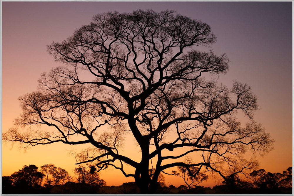 Picture &amp; Frame Gigantic Tree at Sunset