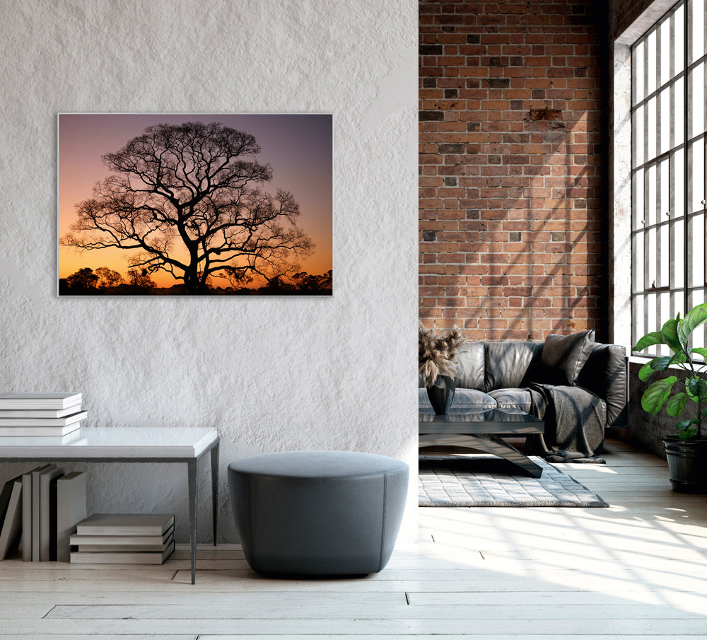 Picture &amp; Frame Gigantic Tree at Sunset