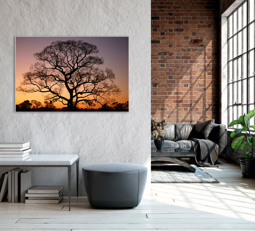 Picture &amp; Frame Gigantic Tree at Sunset