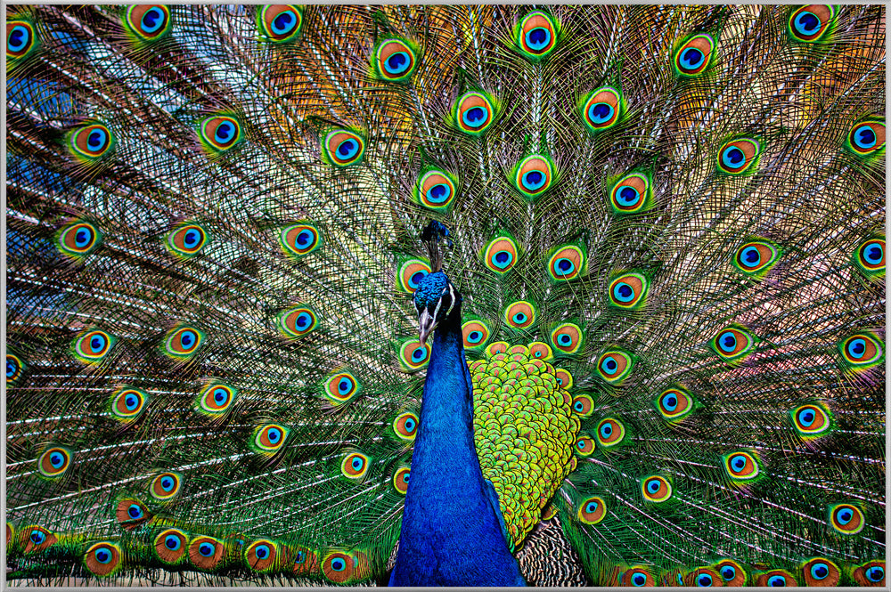 Picture &amp; Frame Proud Peacock