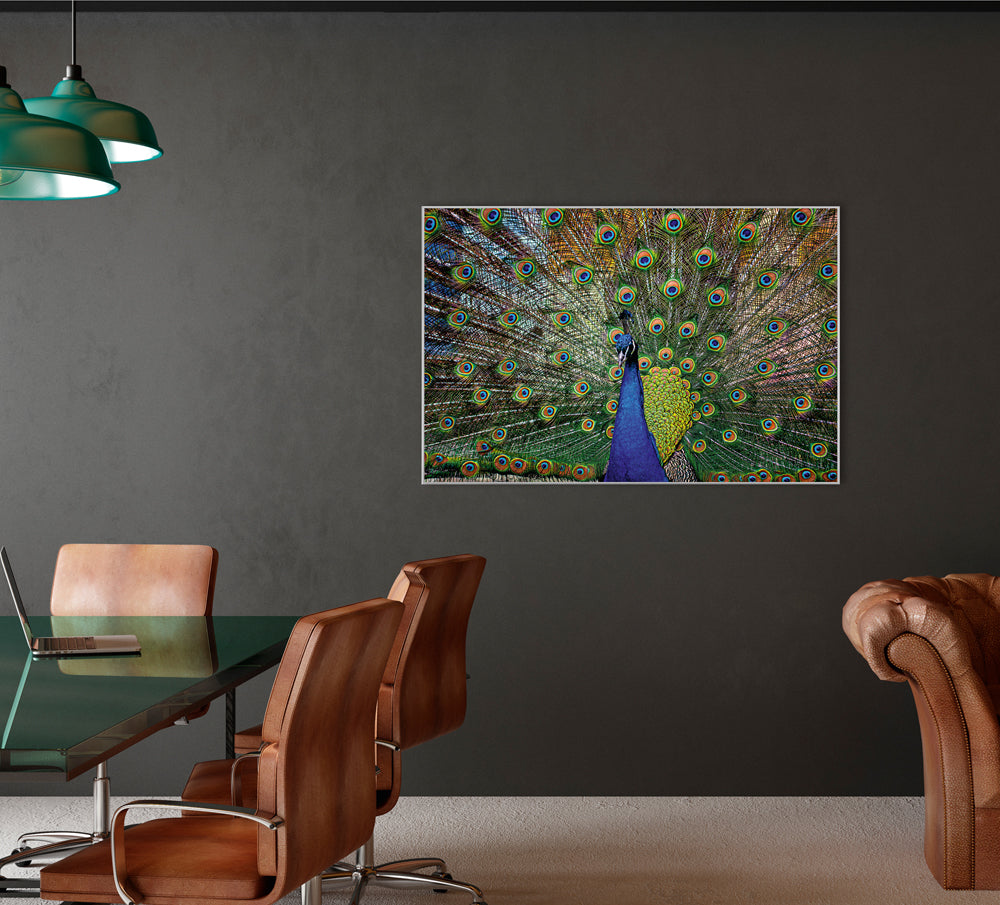 Picture &amp; Frame Proud Peacock