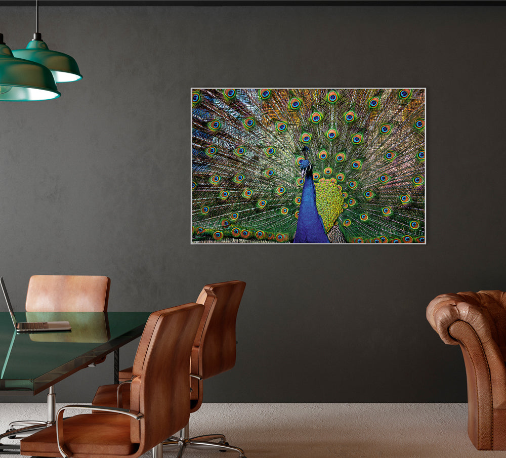 Picture &amp; Frame Proud Peacock