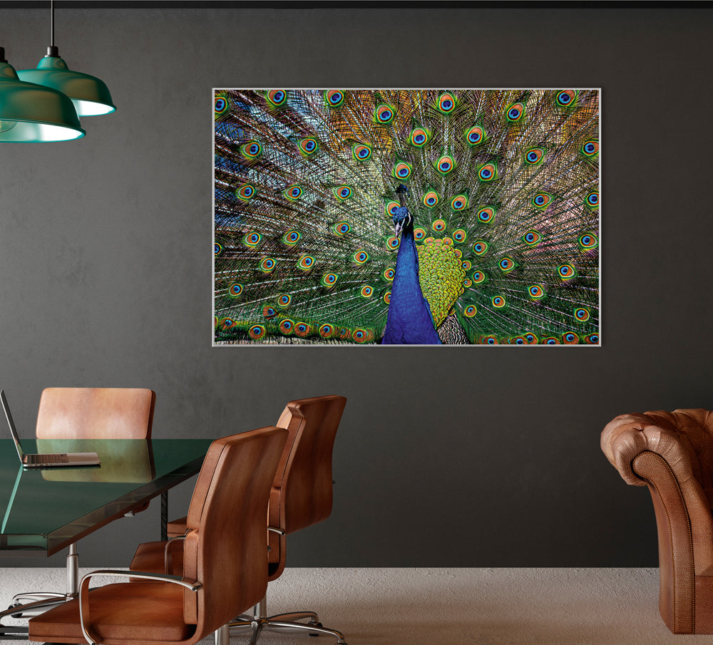 Picture &amp; Frame Proud Peacock