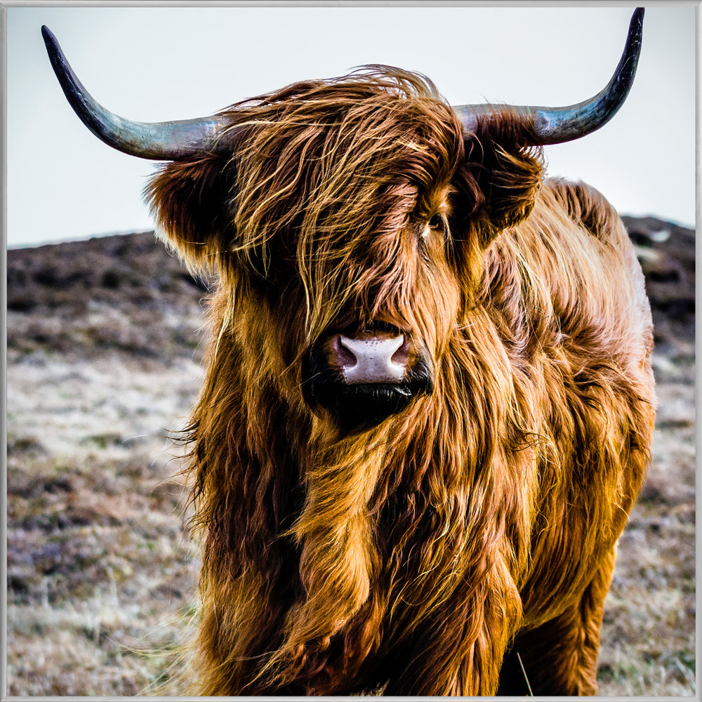 Picture &amp; Frame Highland Cattle