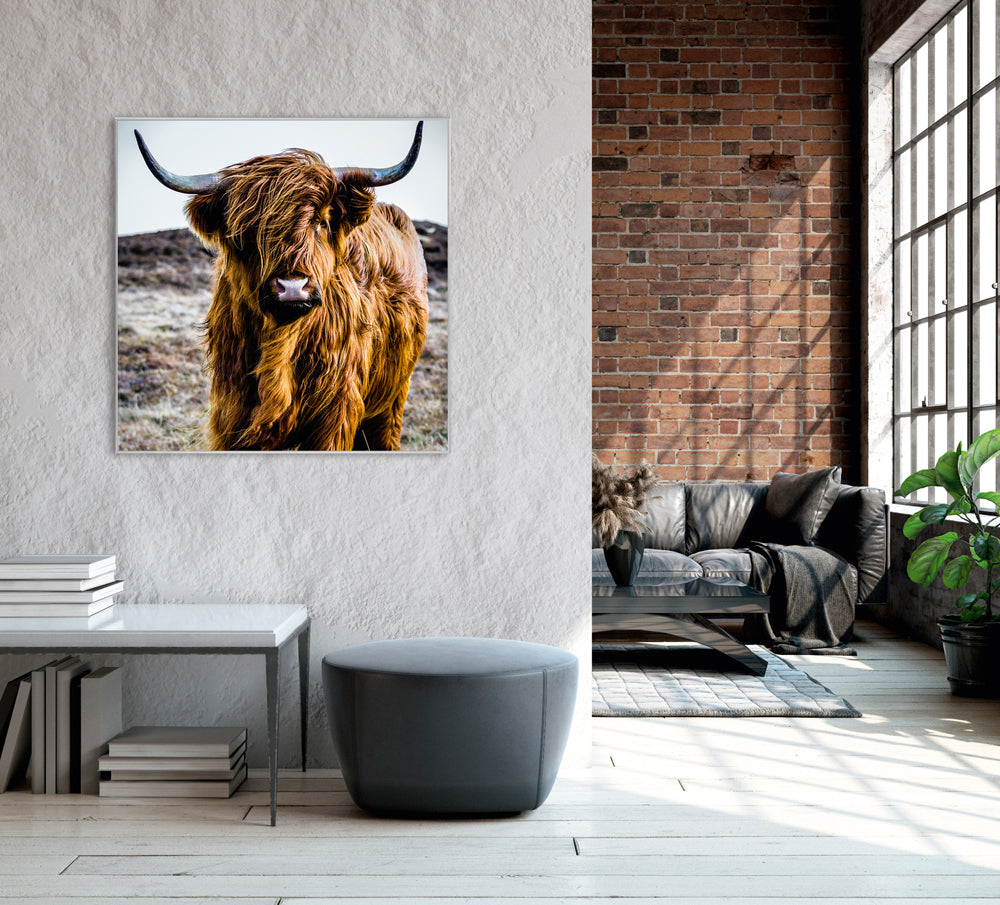 Picture &amp; Frame Highland Cattle
