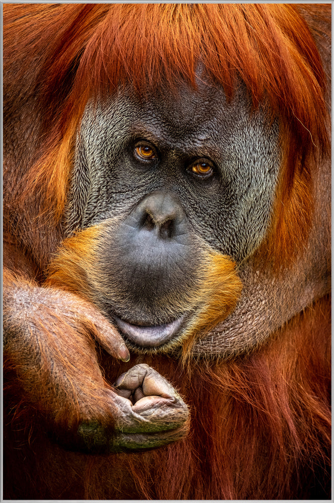 Bild & Rahmen Orang-Utan