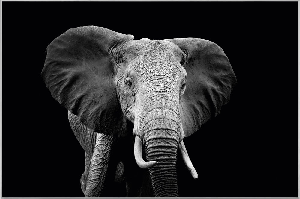 Picture &amp; Frame Majestic Elephant
