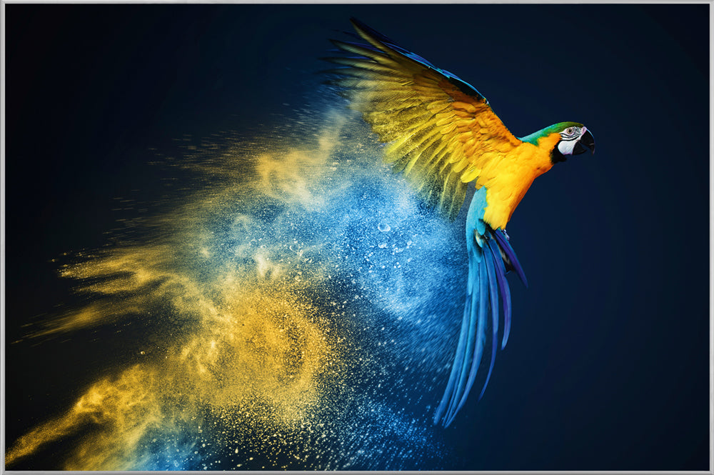 Picture &amp; frame parrot in blue and yellow