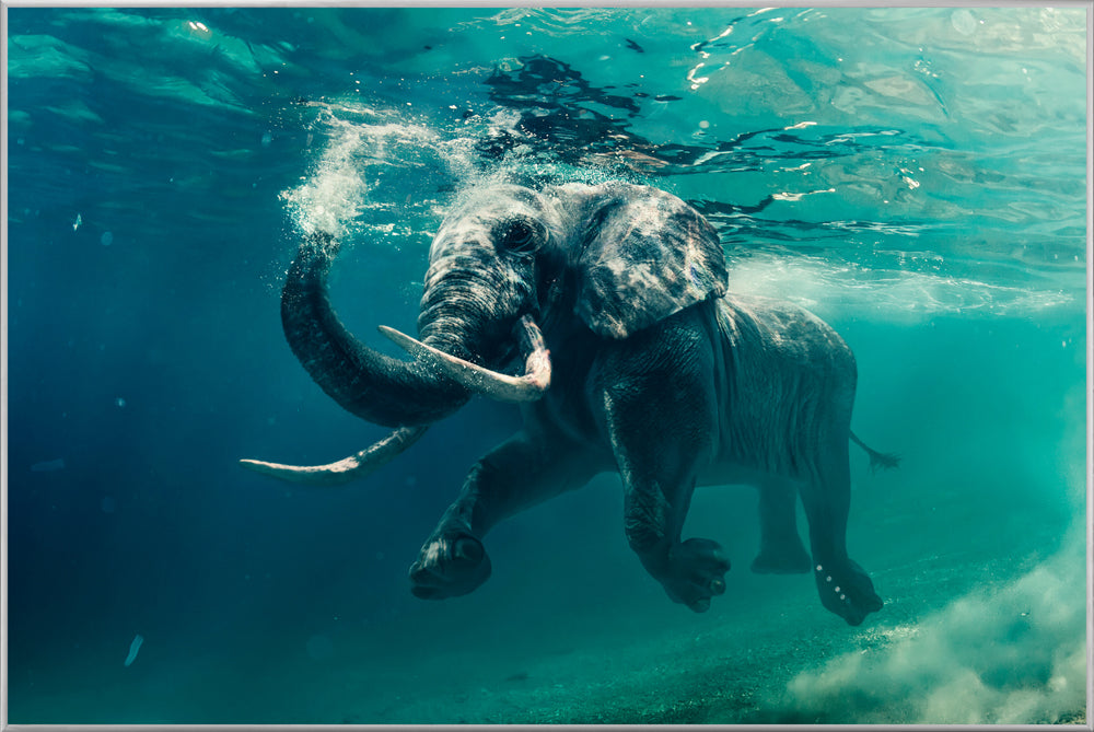 Picture &amp; Frame Swimming Elephant