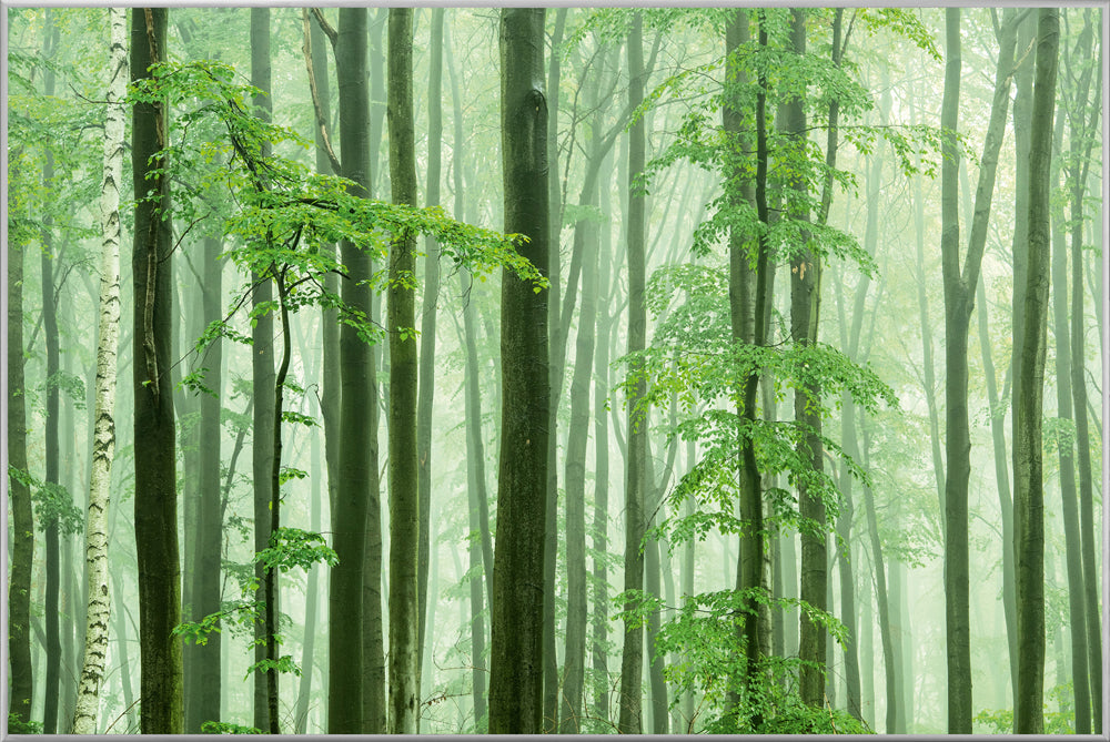Picture &amp; Frame Forest Mood