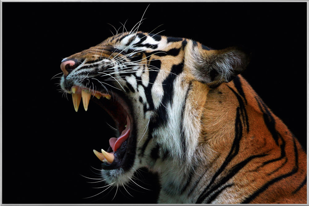 Picture &amp; Frame Hissing Tiger