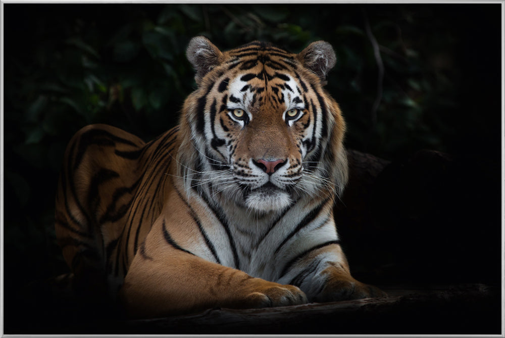 Picture &amp; Frame Imposing Tiger