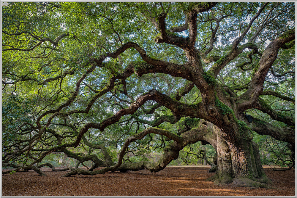 Arbre de fascination pour les images et les cadres