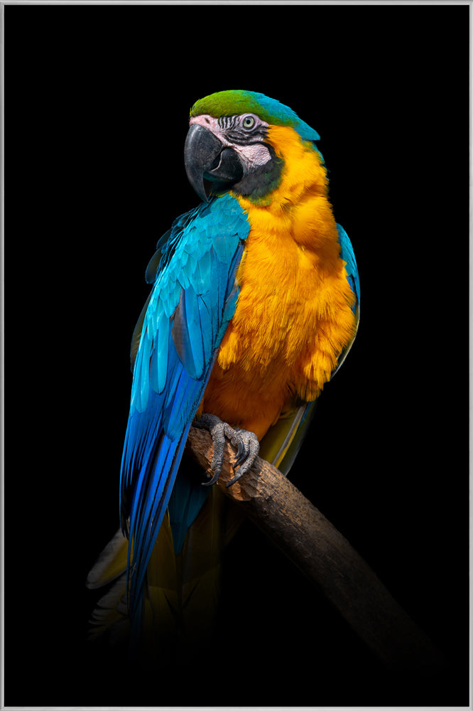 Picture &amp; Frame Blue and Yellow Macaw