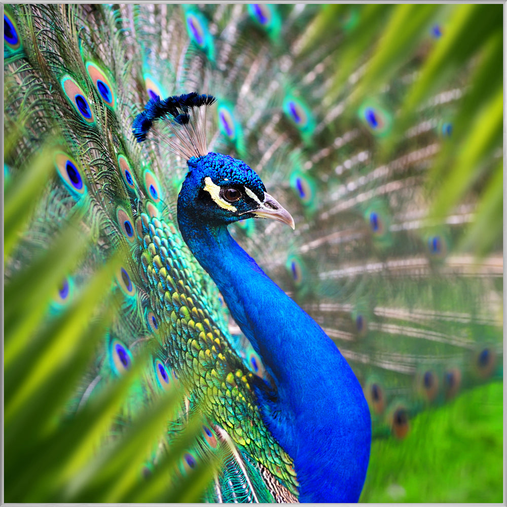 Picture &amp; Frame Elegant Peacock