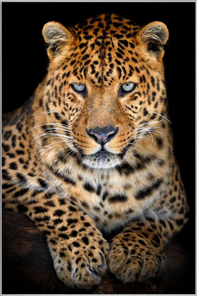 Picture &amp; Frame Leo with steel-blue gaze
