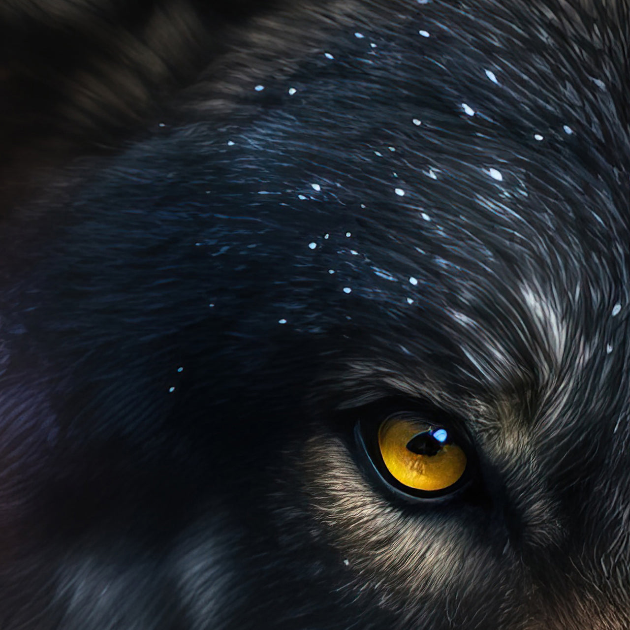 Picture &amp; Frame Mysterious Wolf