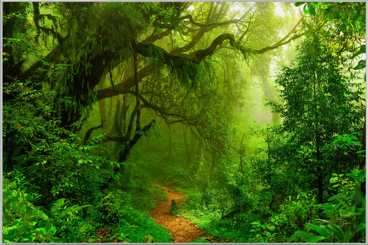 Image et cadre Woodland