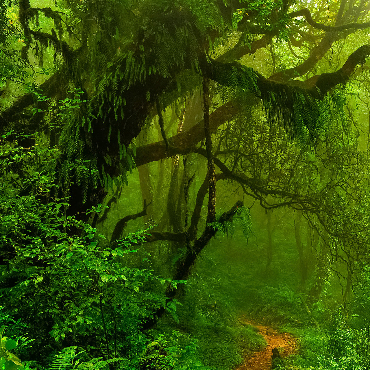 Image et cadre Woodland