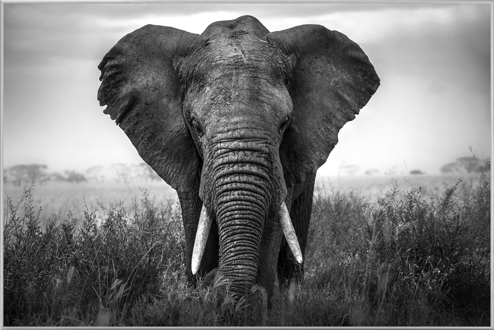 Picture &amp; Frame Large Elephant