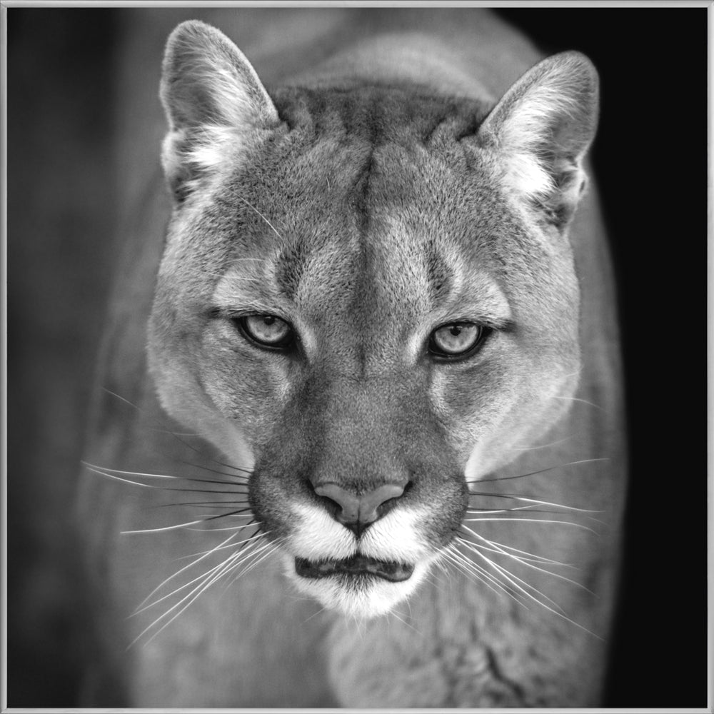 Picture &amp; Frame Puma