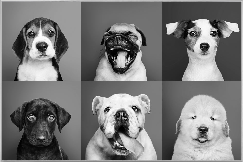 Picture &amp; Frame Funny Dogs