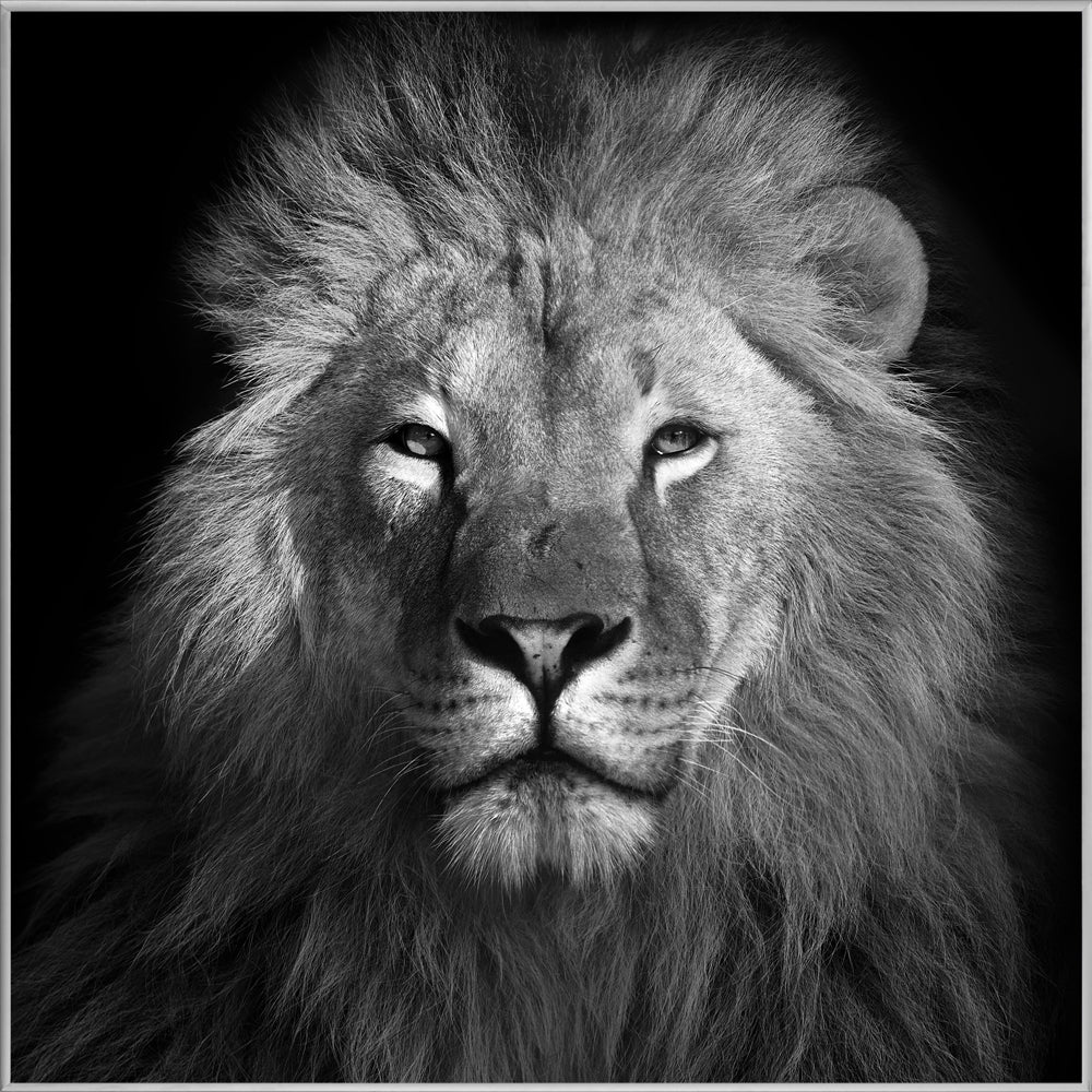 Picture &amp; Frame The Lion King