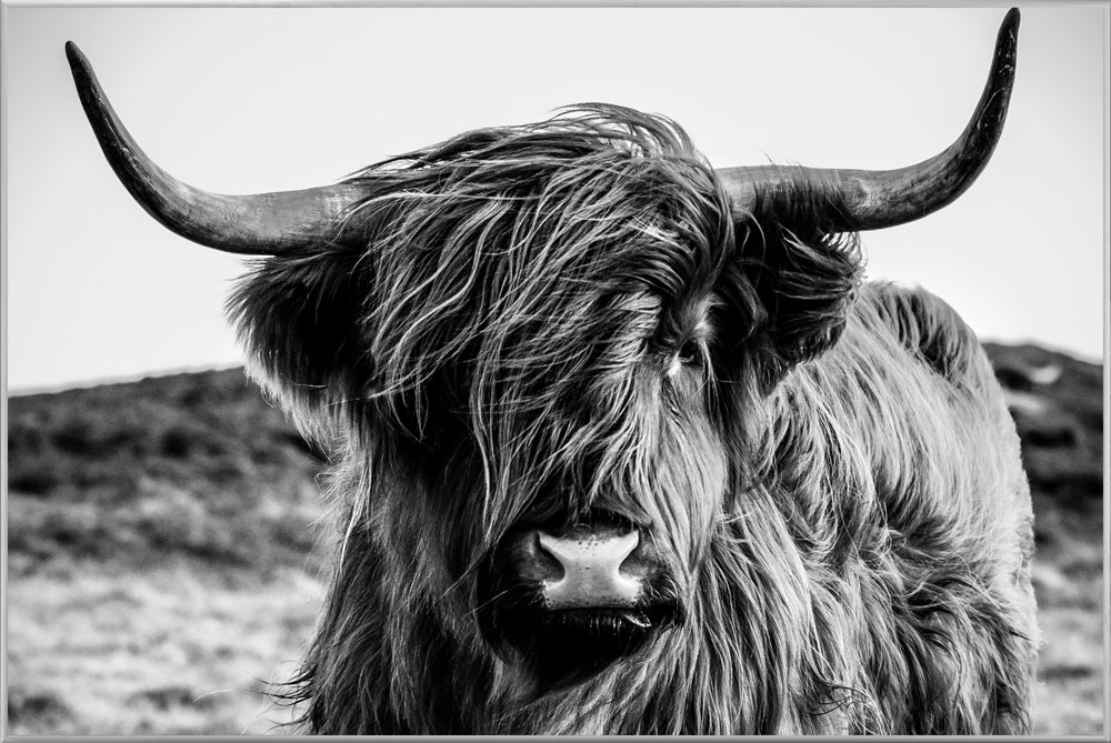 Picture &amp; Frame Highland Cattle
