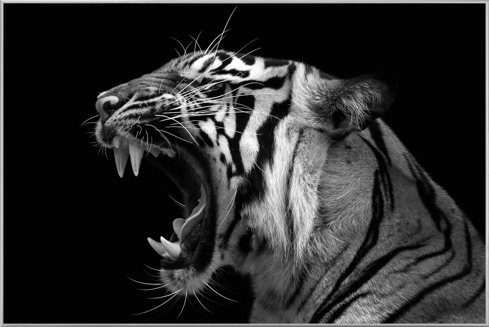 Picture &amp; Frame Hissing Tiger